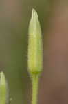 Narrowleaf evening-primrose